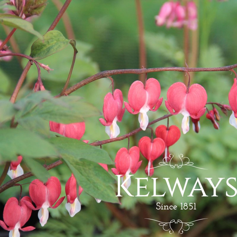 Dicentra spectabilis 'Valentine'