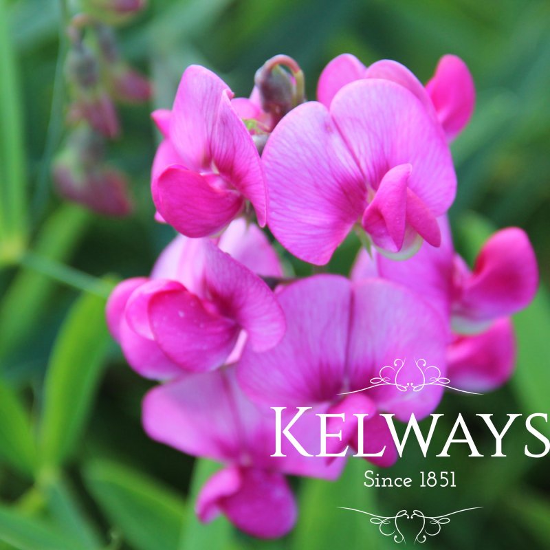 Lathyrus latifolius 'Red Pearl'