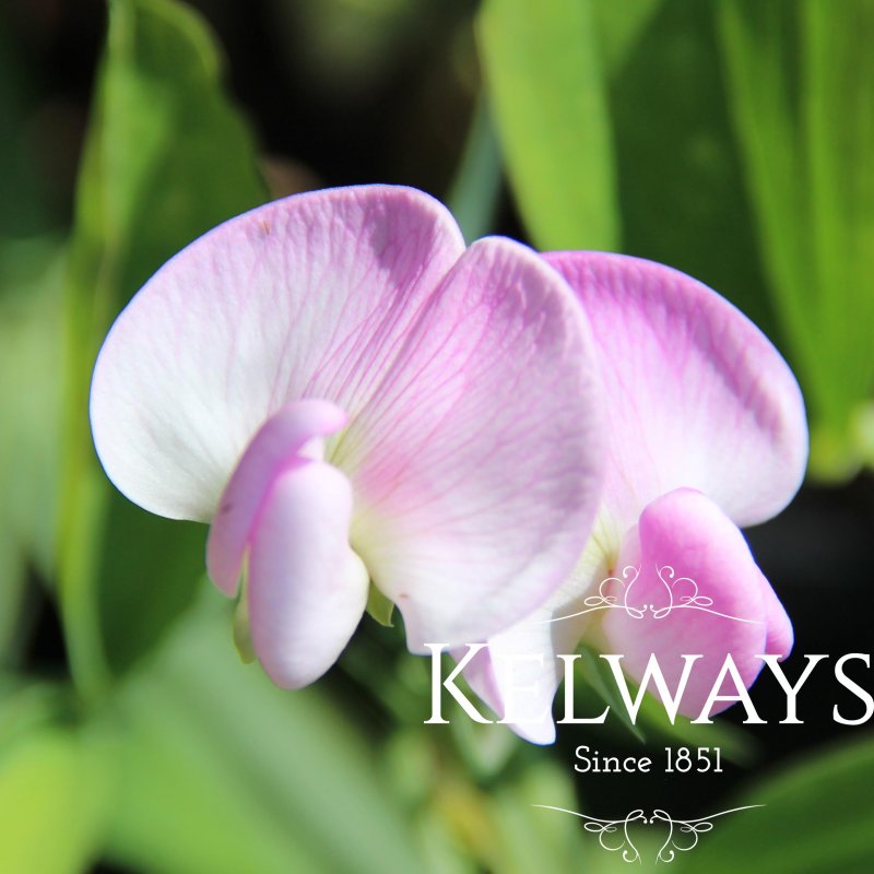 Lathyrus latifolius 'Rosa Perle'