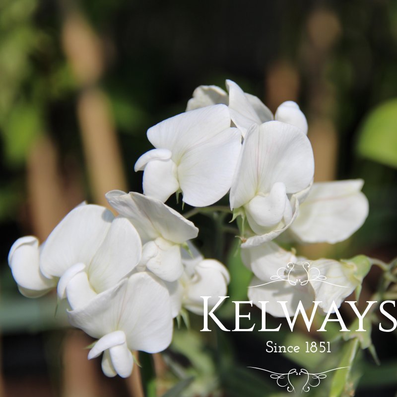 Lathyrus latifolius 'White Pearl'