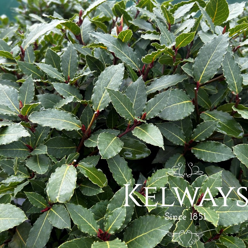 Laurus nobilis (Bay Laurel)