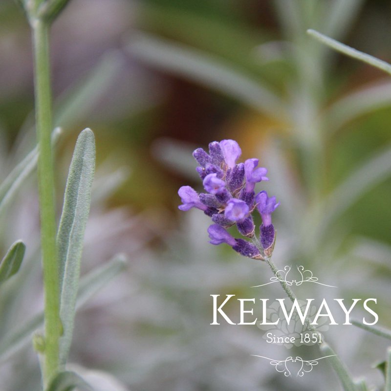 Lavandula angustifolia 'Imperial Gem' (English Lavender)