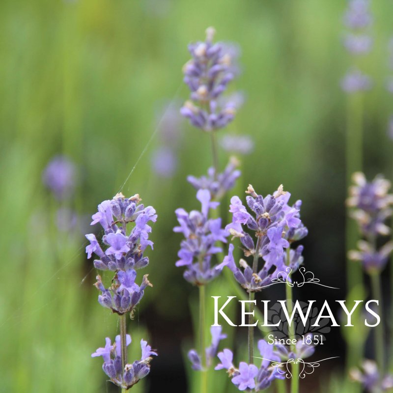 Lavandula angustifolia 'Munstead'