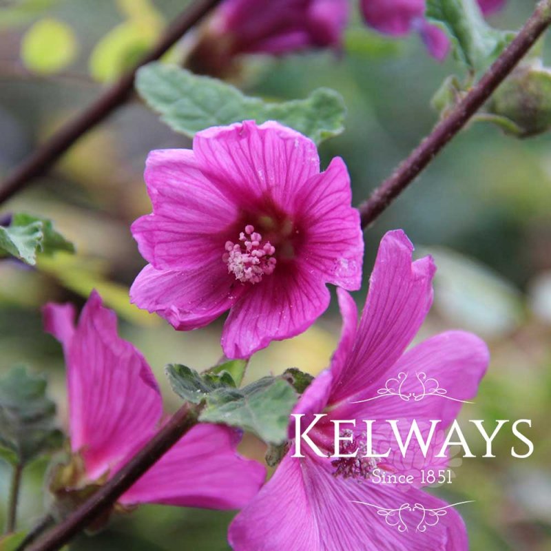 Lavatera 'Burgundy Wine'