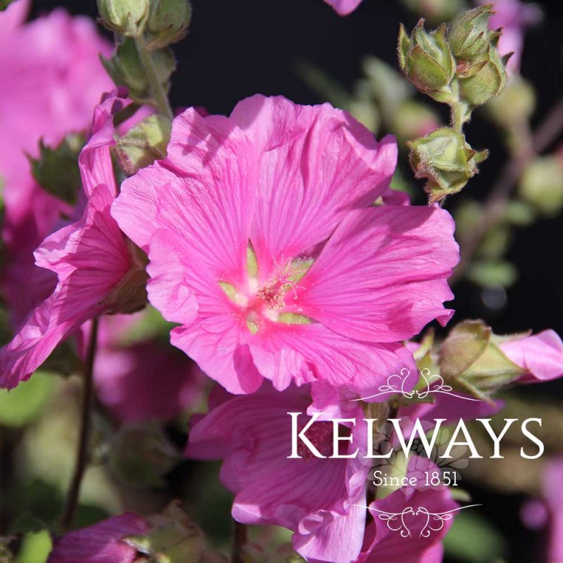 Lavatera Rosea