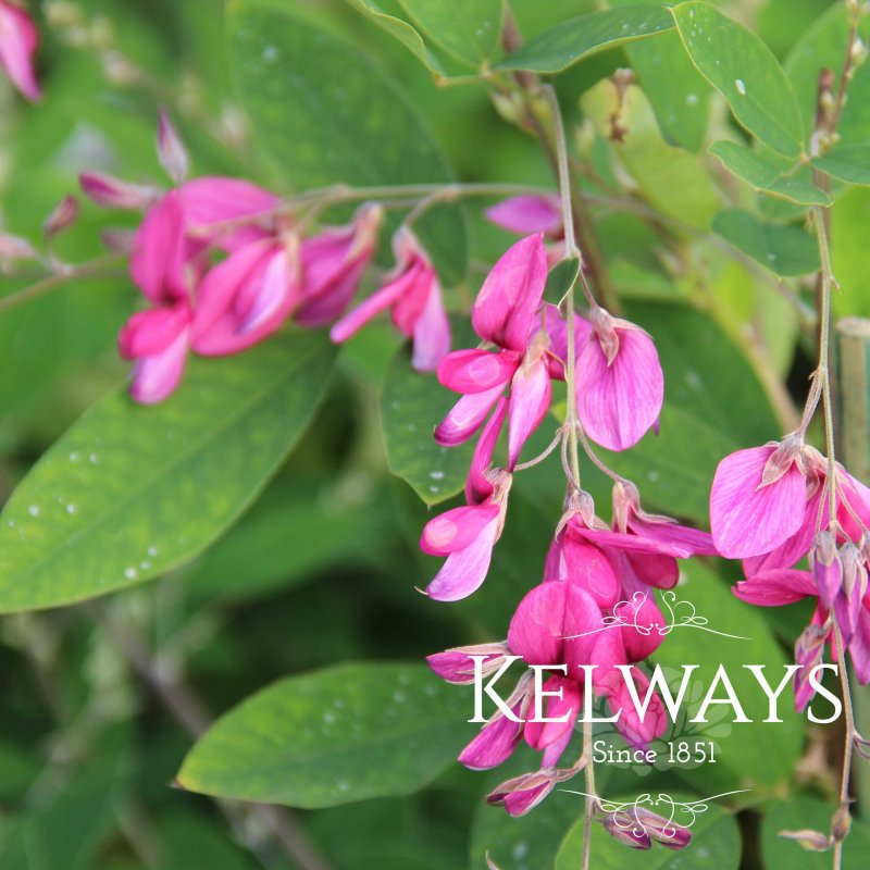Lespedeza thunbergii