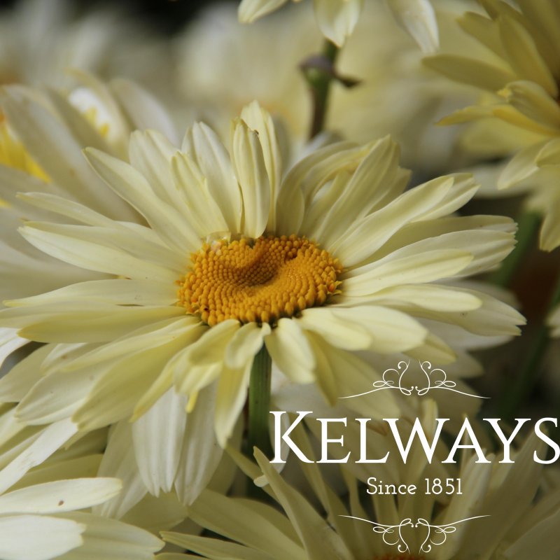 Leucanthemum x superbum BROADWAY LIGHTS ('Leumayel' PBR)