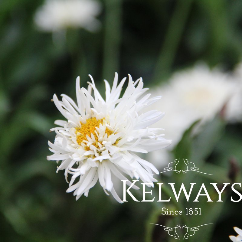 Leucanthemum x superbum 'Engelina' PBR