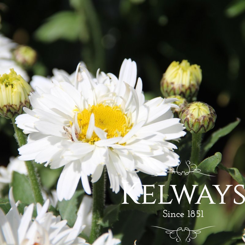 Leucanthemum x superbum FREAK! ('Leuz0001' PBR)