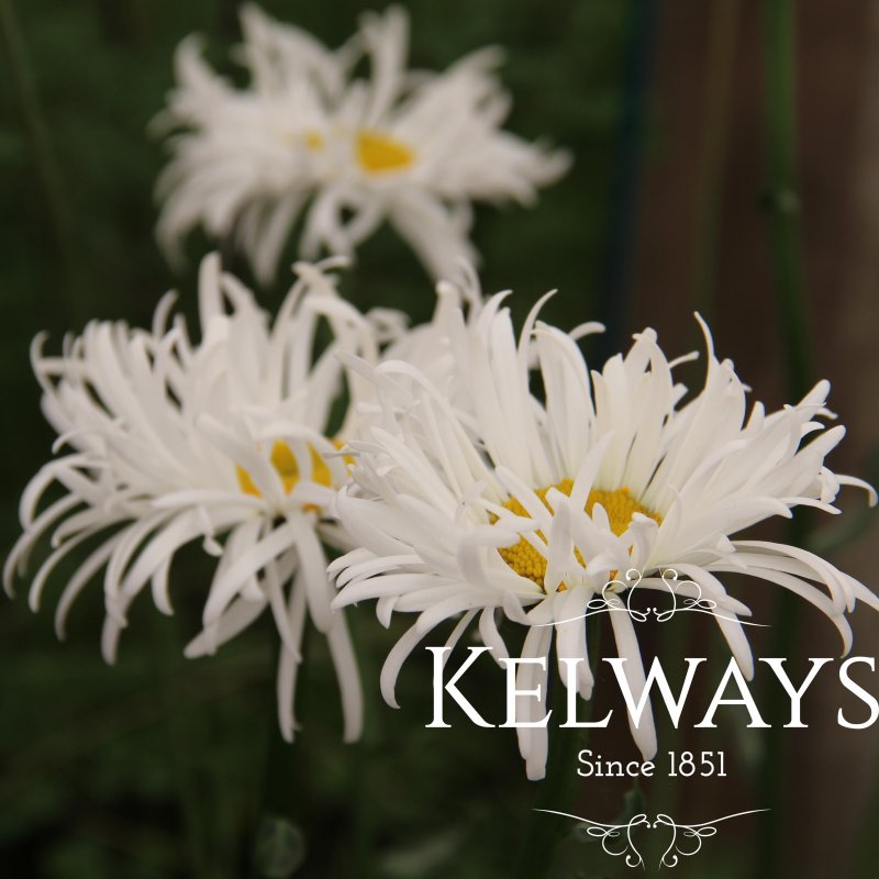 Leucanthemum x superbum 'Phyllis Smith'