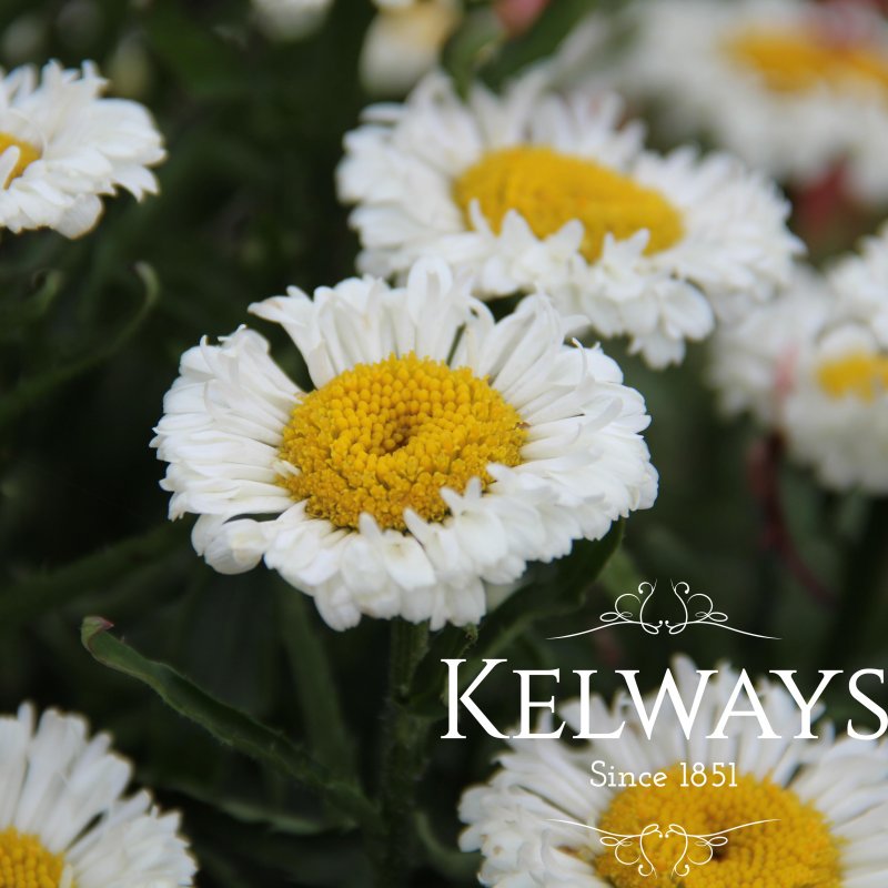 Leucanthemum x superbum 'Real Neat' (Realflor Compact Series)