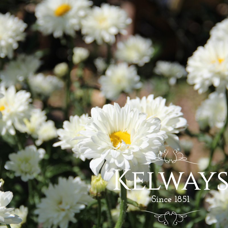 Leucanthemum x superbum 'Victorian Secret' PBR