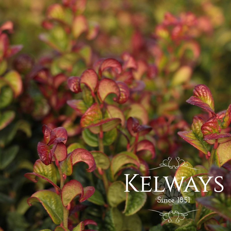 Leucothoe Curly Red