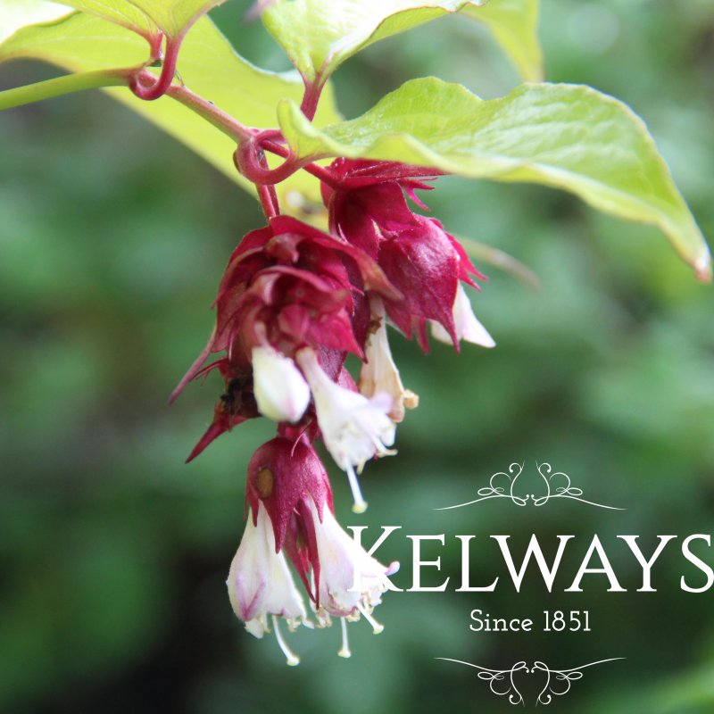 Leycesteria formosa GOLDEN LANTERNS ('Notbruce' PBR)