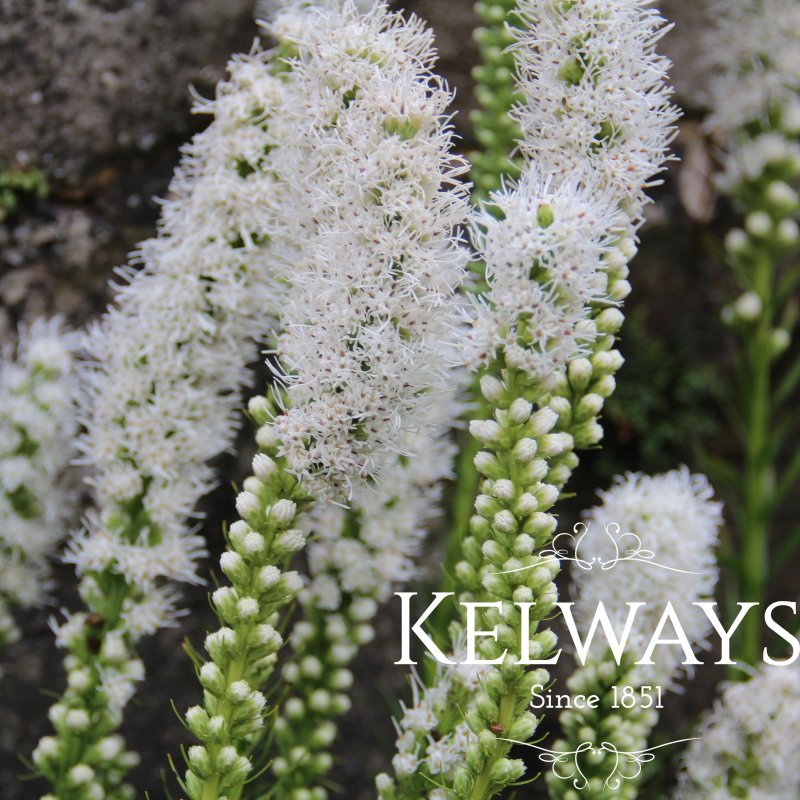 Liatris spicata 'Alba'