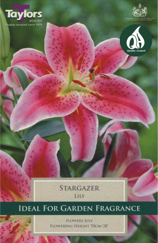 Taylors Bulbs Lilium Star Gazer (2 bulbs)