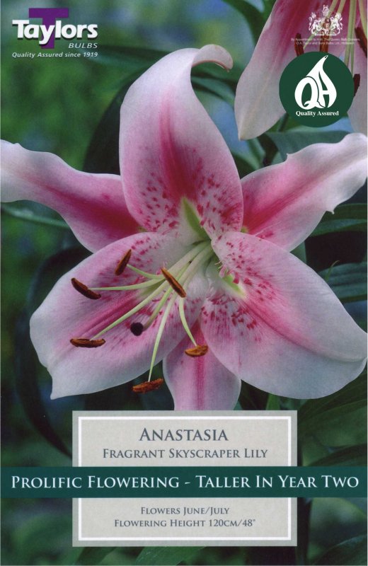 Taylors Bulbs Lilium Anastasia (2 bulbs)