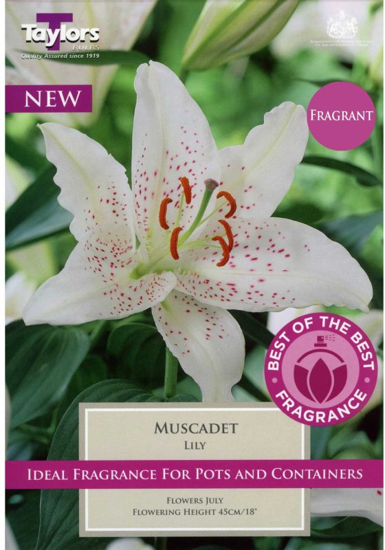 Taylors Bulbs Lilium Muscadet (3 bulbs)