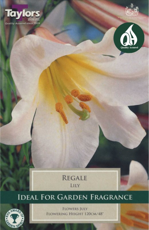 Taylors Bulbs Lilium regale (2 bulbs)