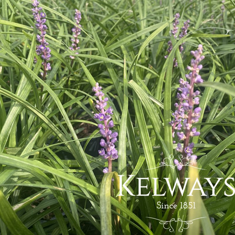 Liriope muscari 'Big Blue'