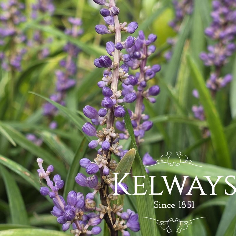 Liriope muscari 'Big Blue'