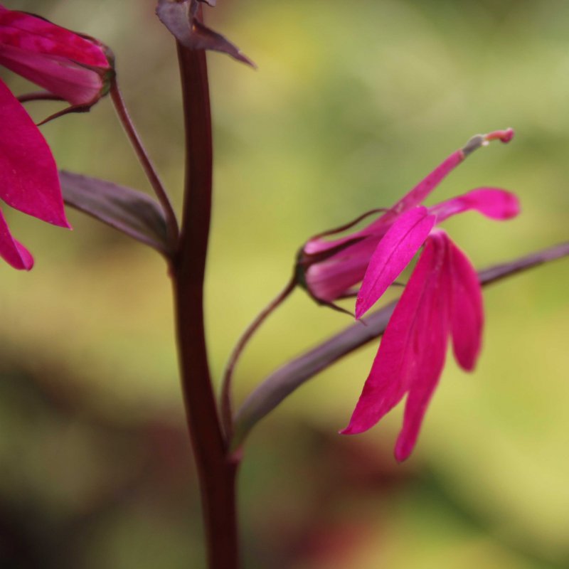 Lobelia x speciosa 'Russian Princess'