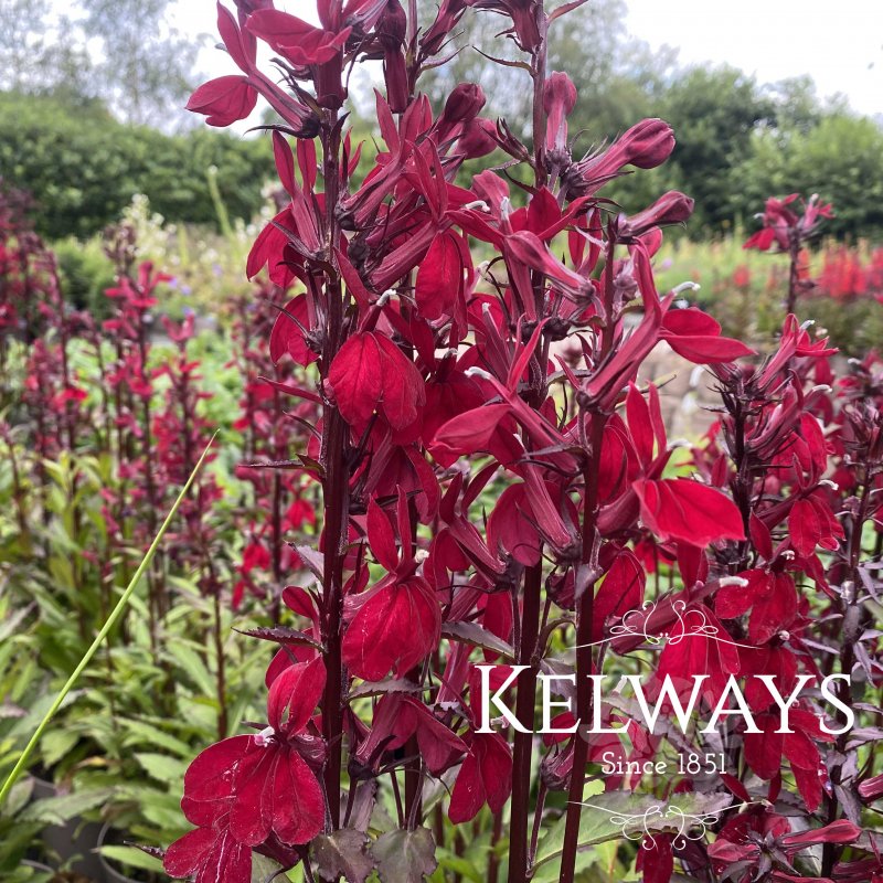 Lobelia Fan Burgundy
