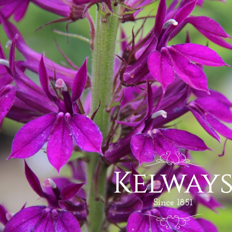 Lobelia x speciosa 'Hadspen Purple'
