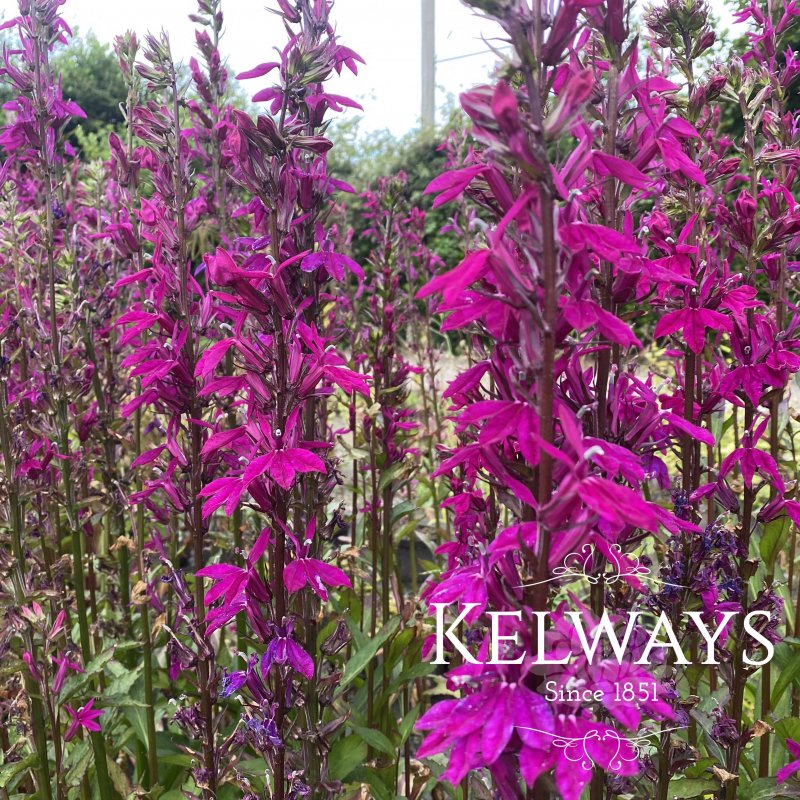 Lobelia x speciosa 'Tania'