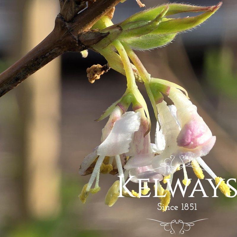 Lonicera fragrantissima (2 litre pot)