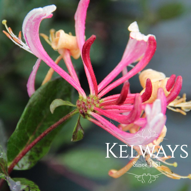 Lonicera periclymenum 'Belgica'