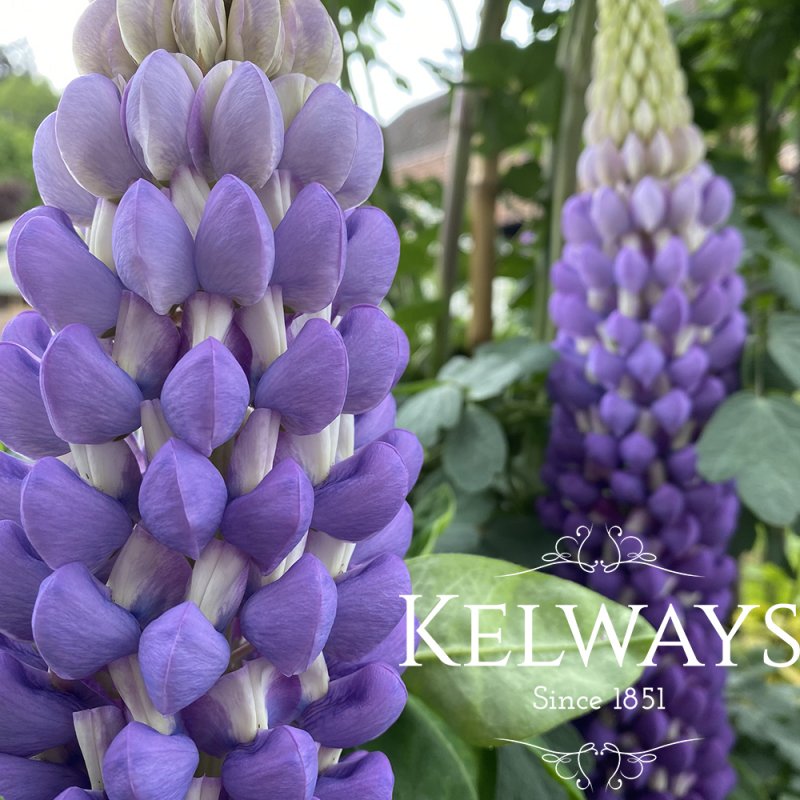 Lupinus Persian Slipper