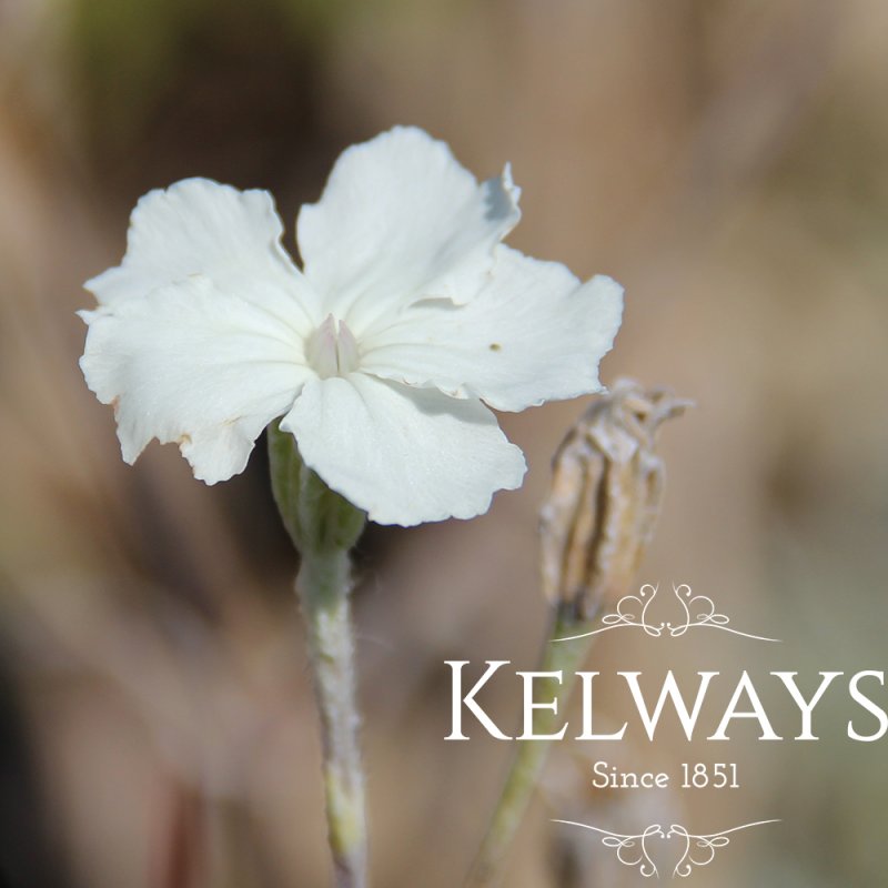 Lychnis coronaria 'Alba'