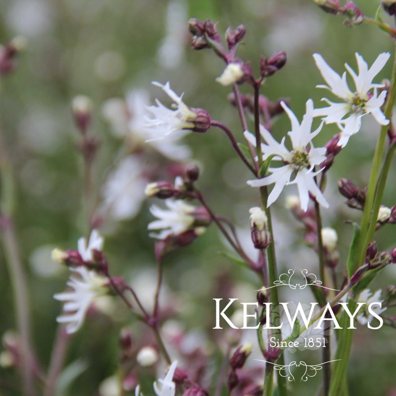 Silene flos-cuculi 'White Robin'