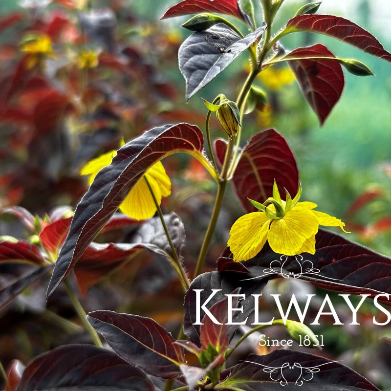 Lysimachia ciliata 'Firecracker'