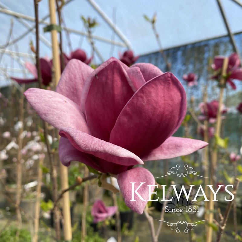 Magnolia 'Genie' Kelways Plants Ltd