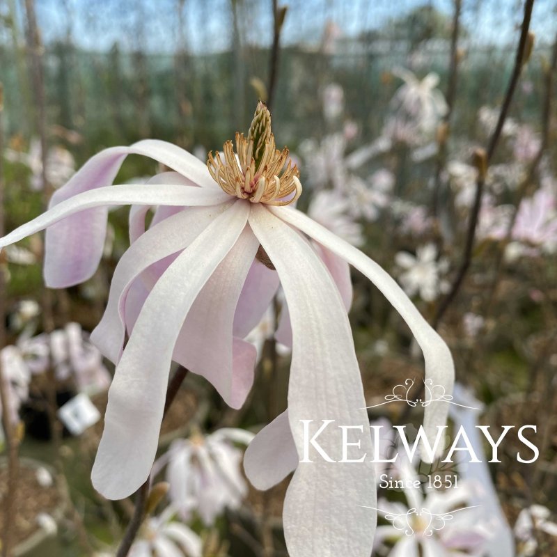 Magnolia x loebneri 'Leonard Messel'