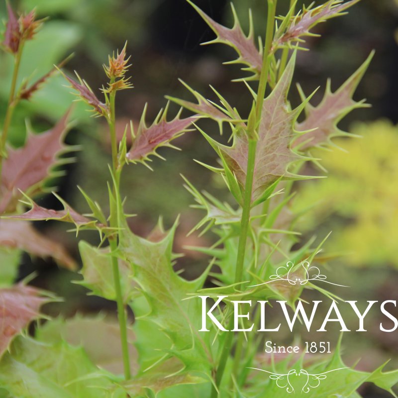 x Mahoberberis aquisargentii