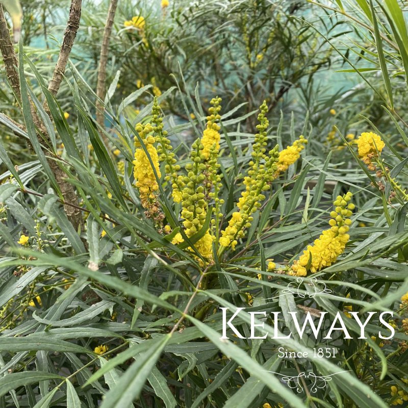 Mahonia eurybracteata subsp. ganpinensis 'Soft Caress'