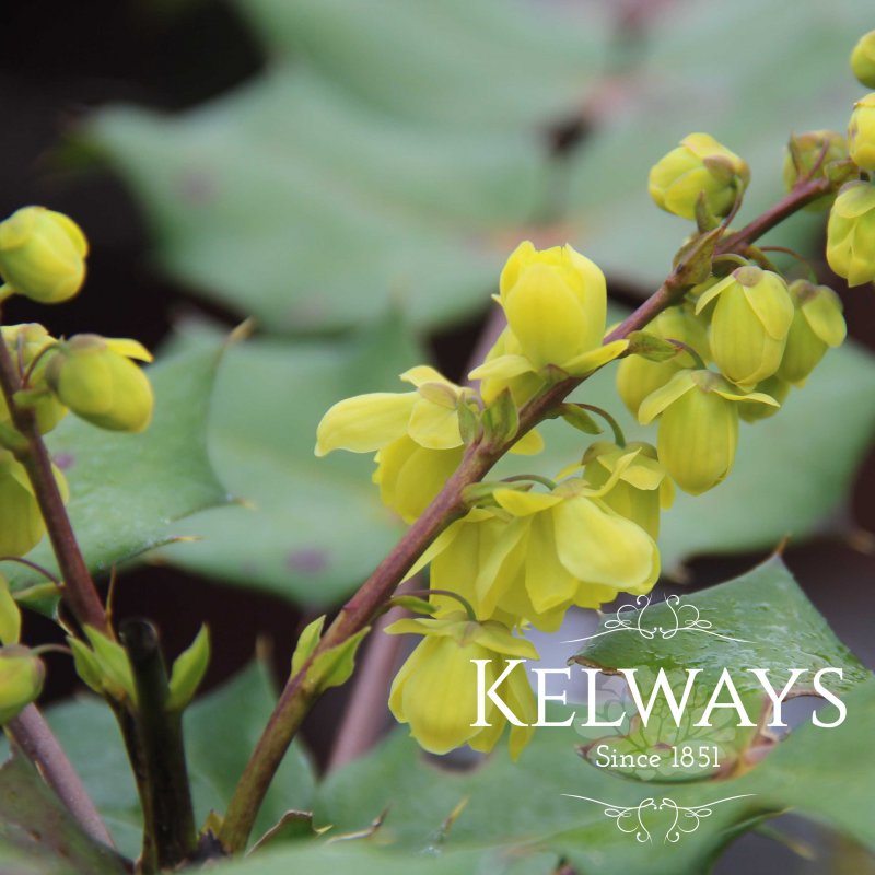 Mahonia japonica