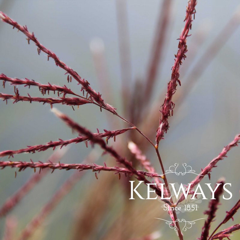 Miscanthus sinensis 'Ferner Osten'