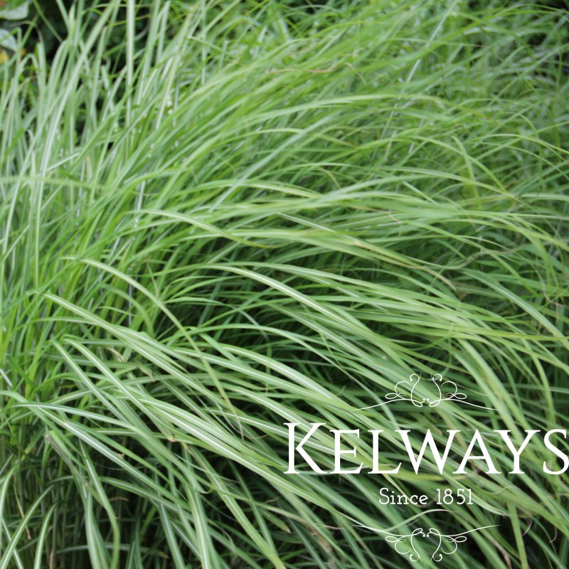 Miscanthus sinensis 'Kleine Silberspinne'