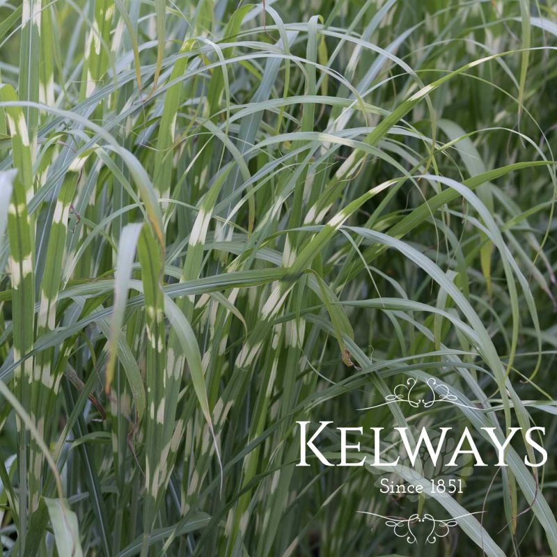 Miscanthus sinensis 'Zebrinus'