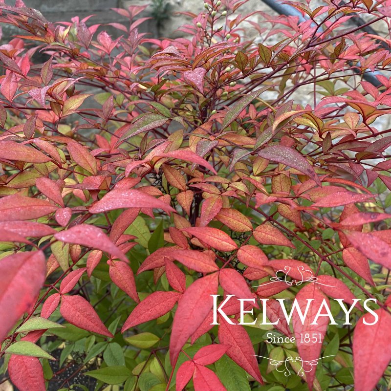 Nandina domestica