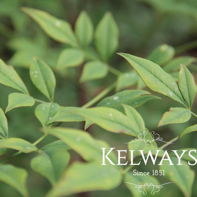Nandina domestica 'Richmond'