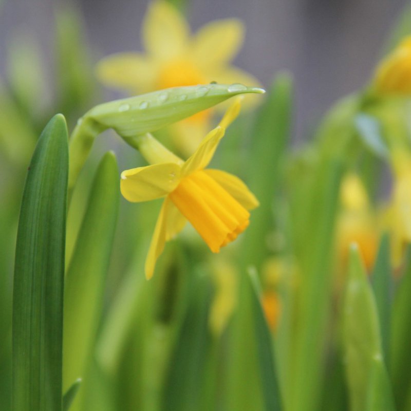 Narcissus 'Tete-a-Tete'