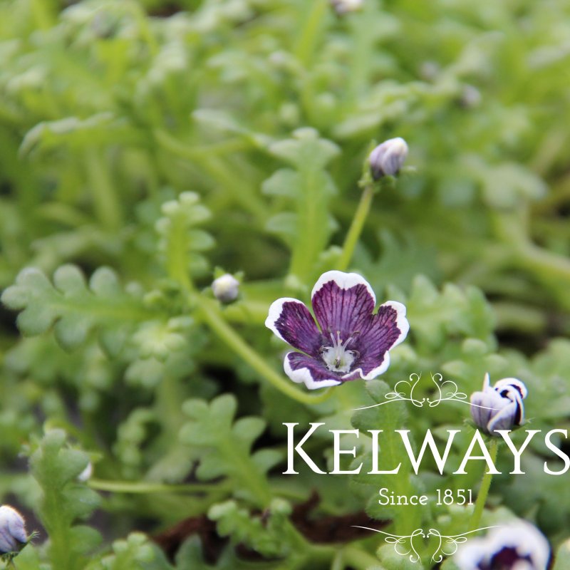 Nemophila menziesii 'Penny Black'