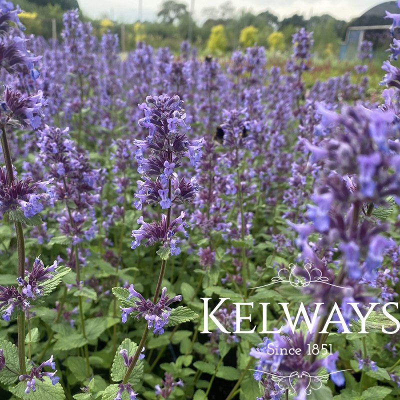 Nepeta grandiflora 'Summer Magic'