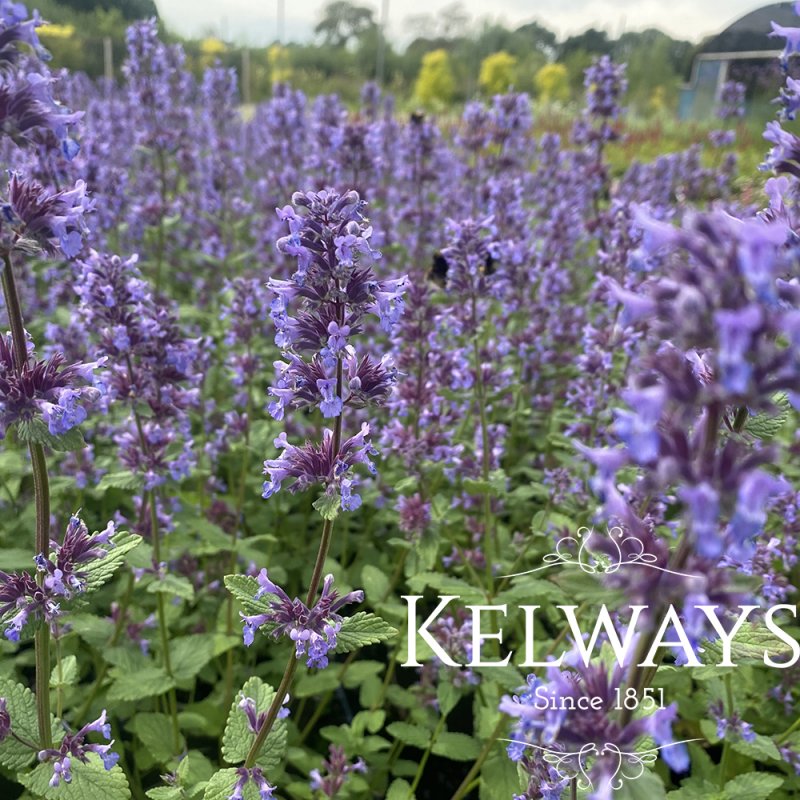 Nepeta x grandiflora 'Summer Magic'