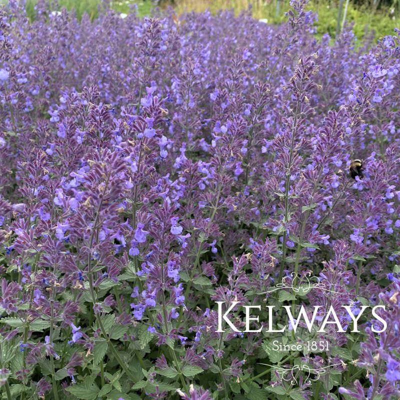 Nepeta x faassenii 'Junior Walker'